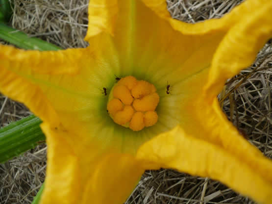 lobben vrouwelijke bloem pompoen